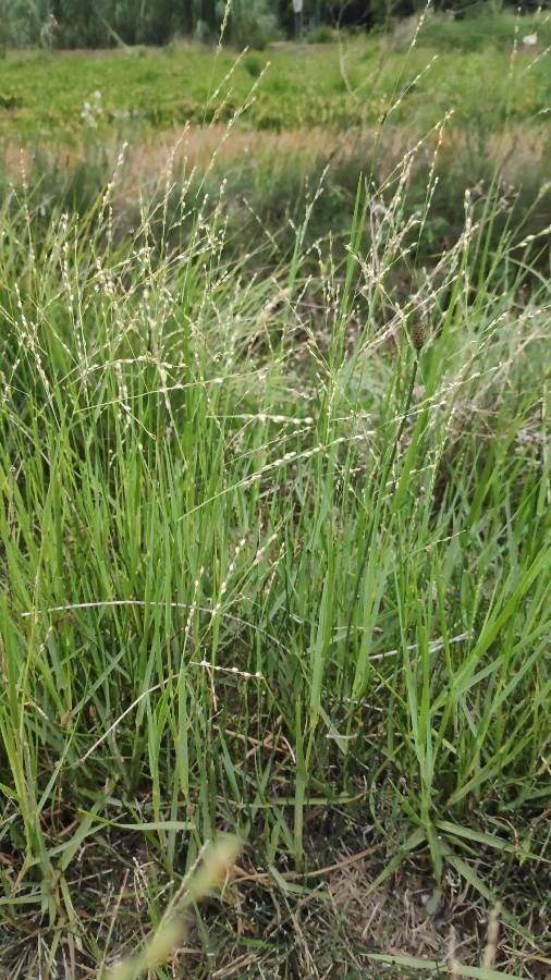 Panicum repens fruit