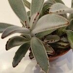 Kalanchoe tomentosa