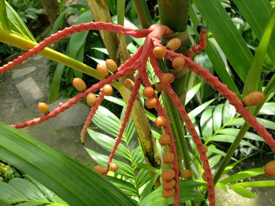 Pinanga insignis fruit