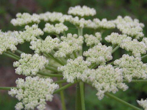 Angelica tomentosa — search result for 'Angelica'