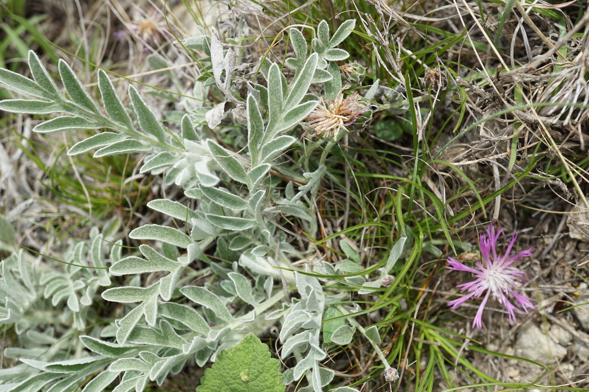 Psephellus marschallianus leaf