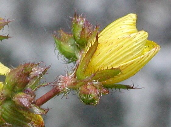 Hypericum rochelii — houseplant care guide