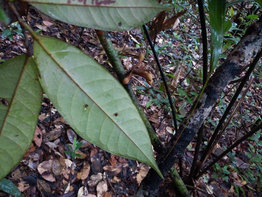 Anaxagorea dolichocarpa leaf