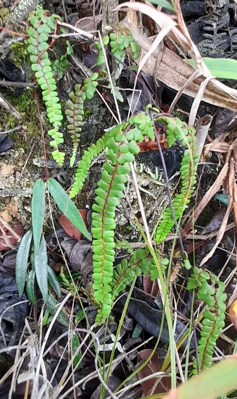 Odontosoria scandens habit