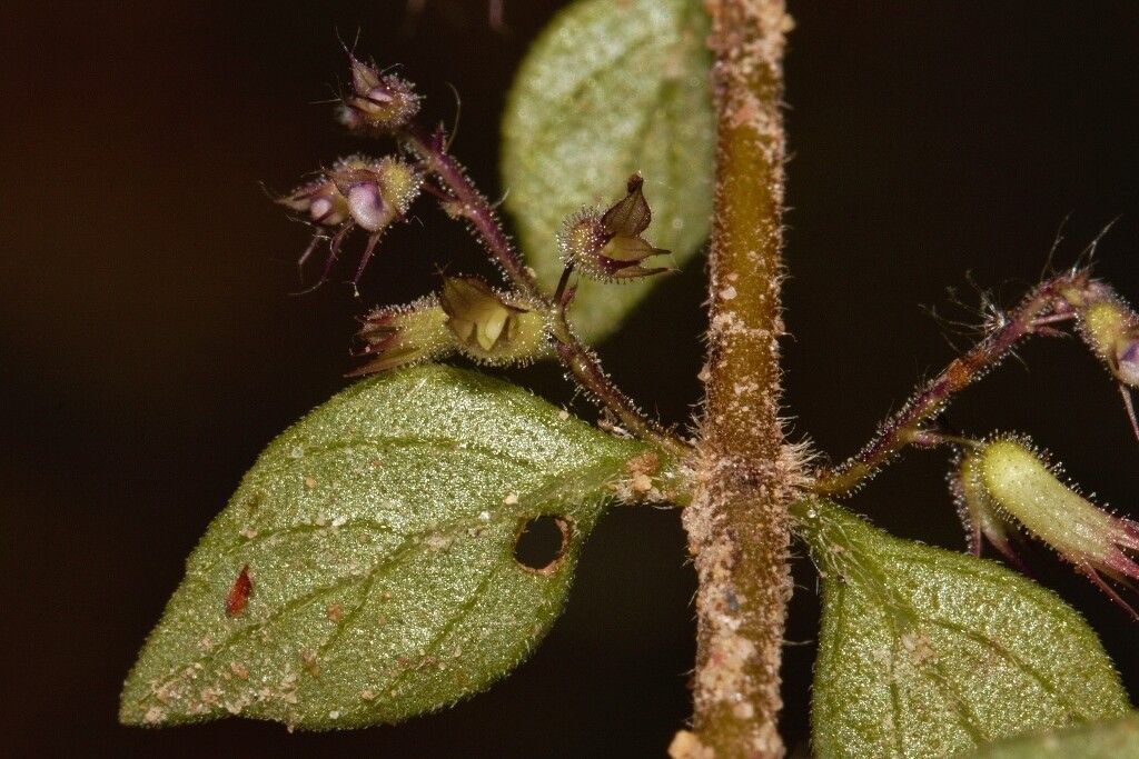 Coleus efoliatus fruit