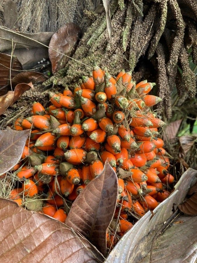 Elaeis oleifera fruit