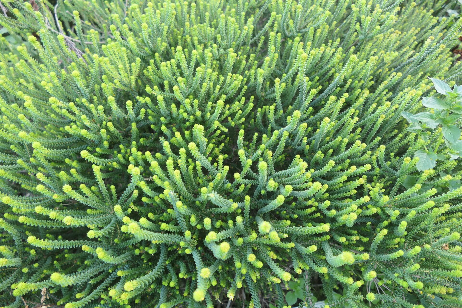 Agathosma gonaquensis habit