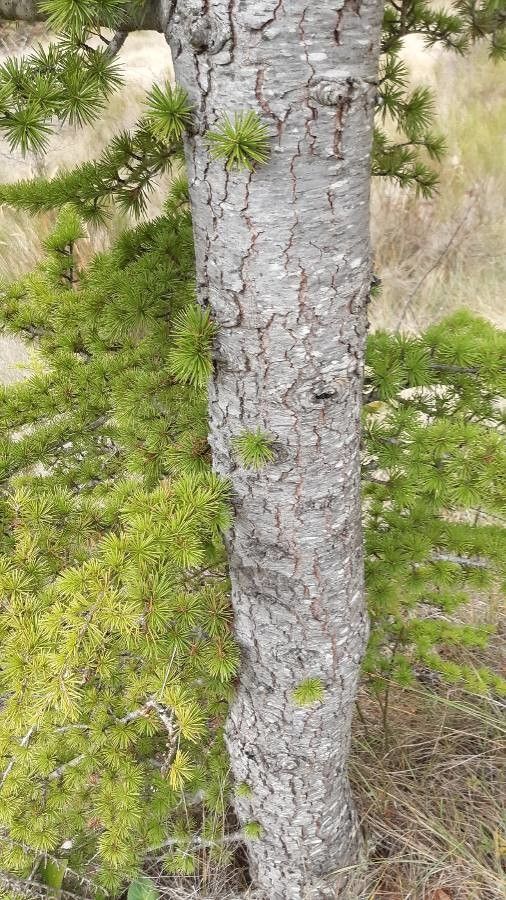Larix occidentalis leaf