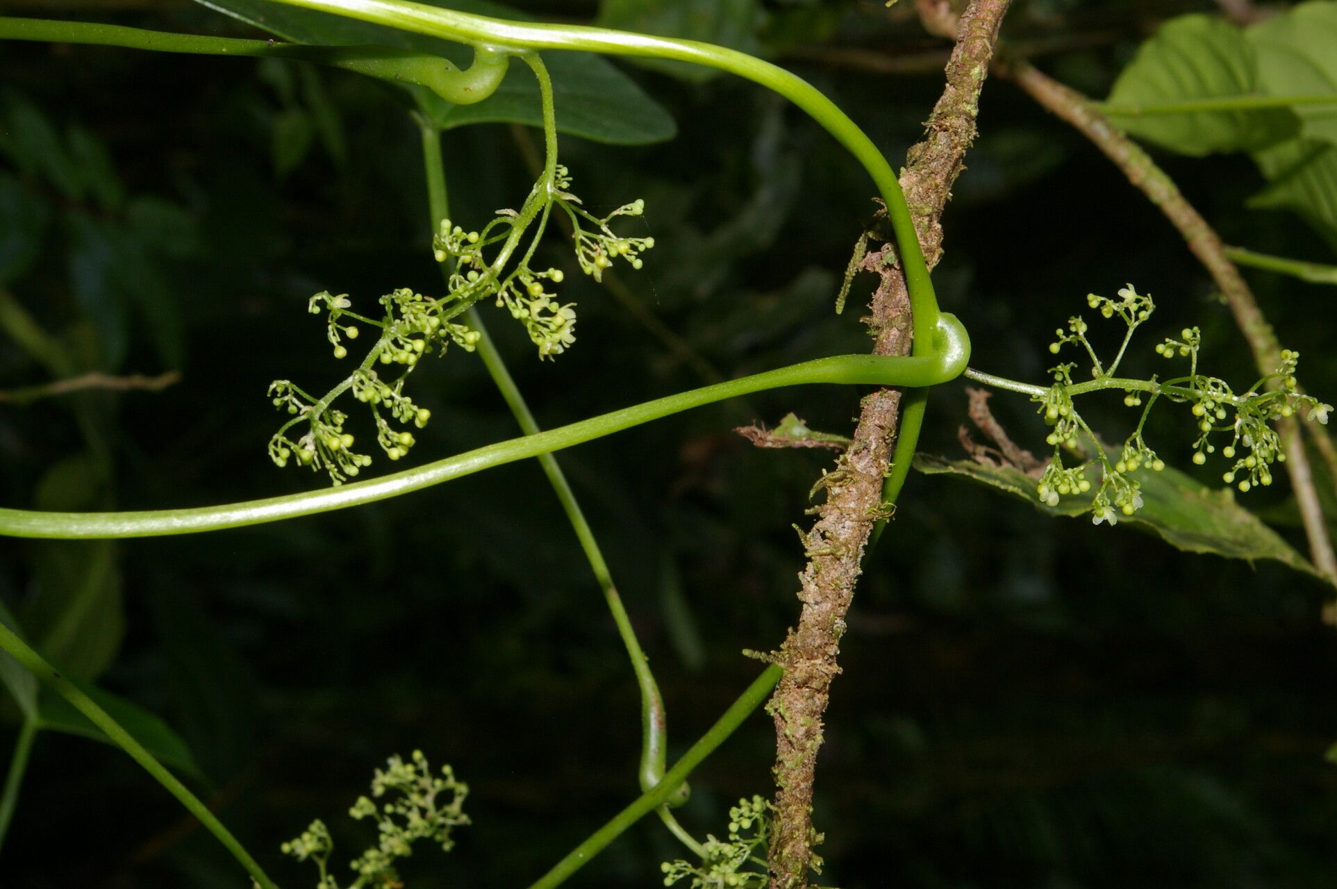 Cissampelos fasciculata fruit