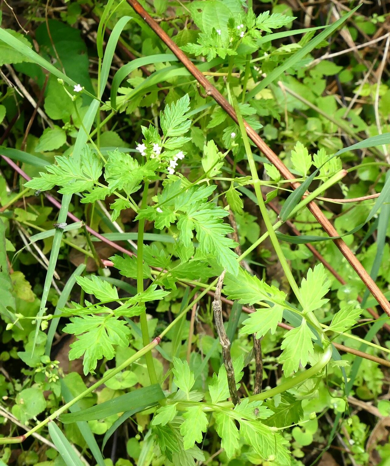 Valeriana chaerophylloides habit