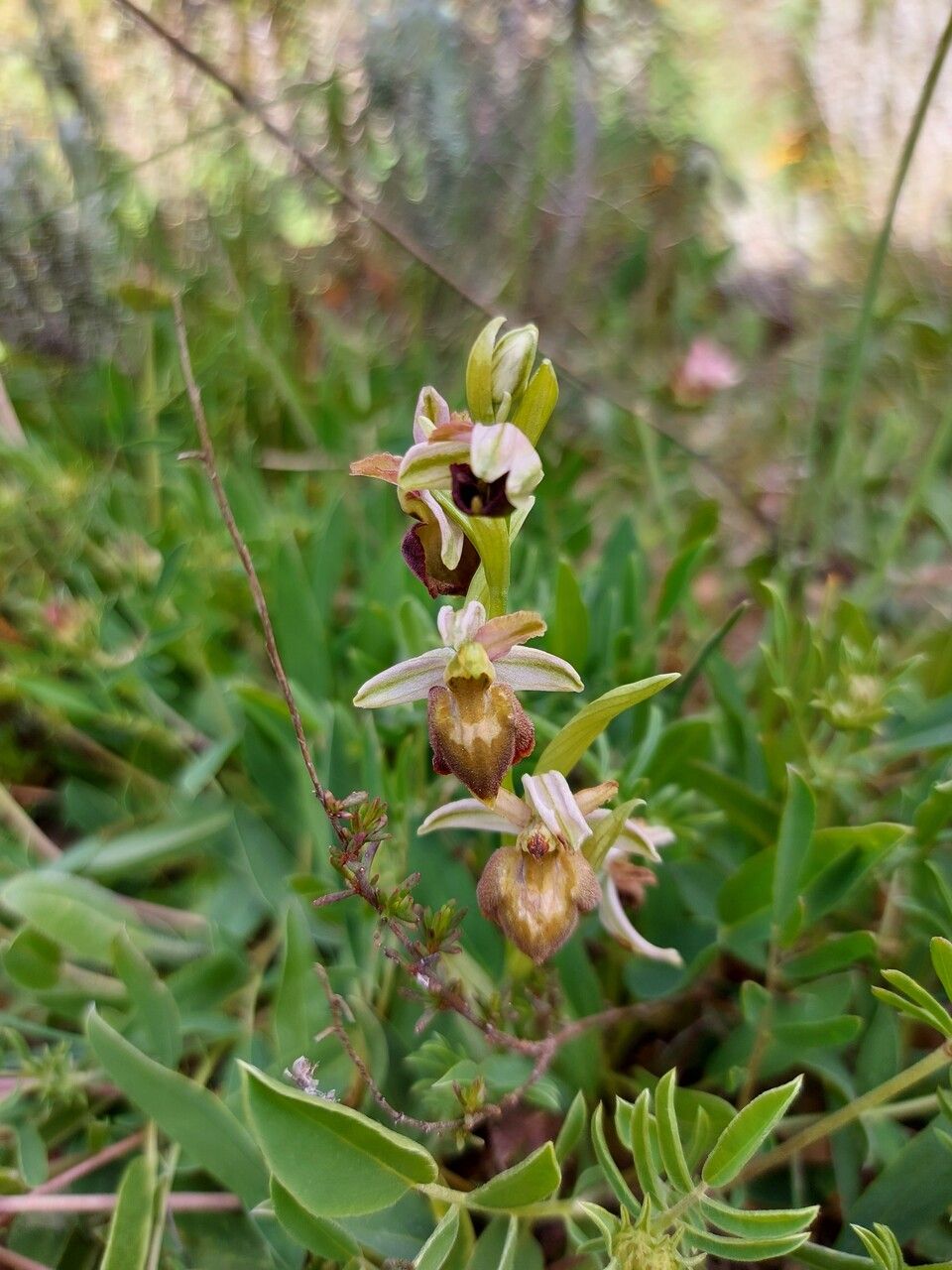 Ophrys morisii other