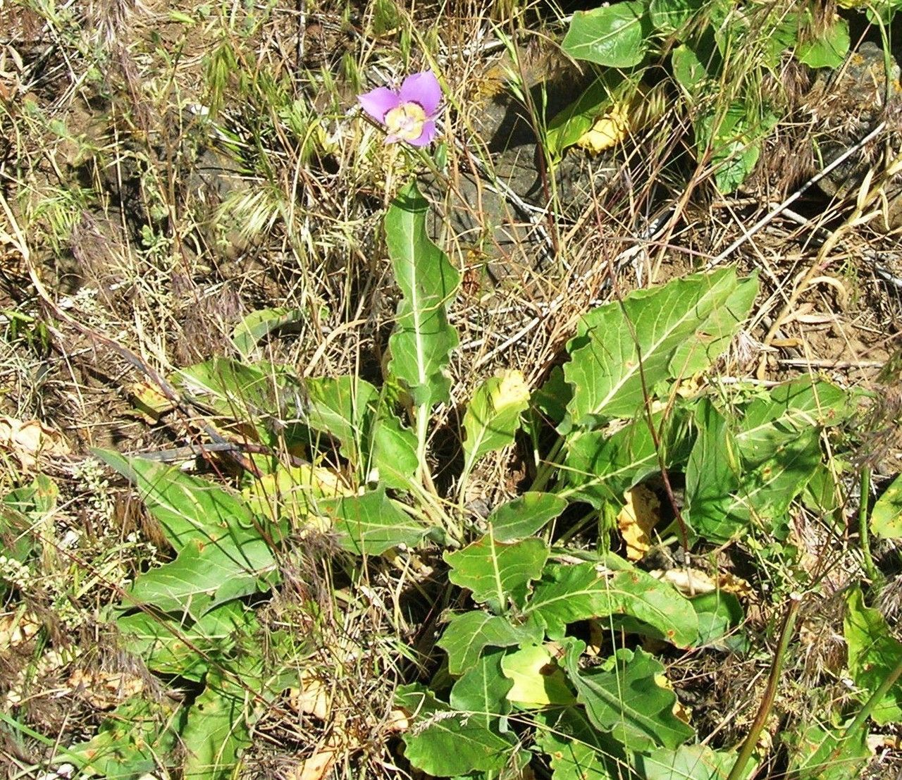 Calochortus macrocarpus habit
