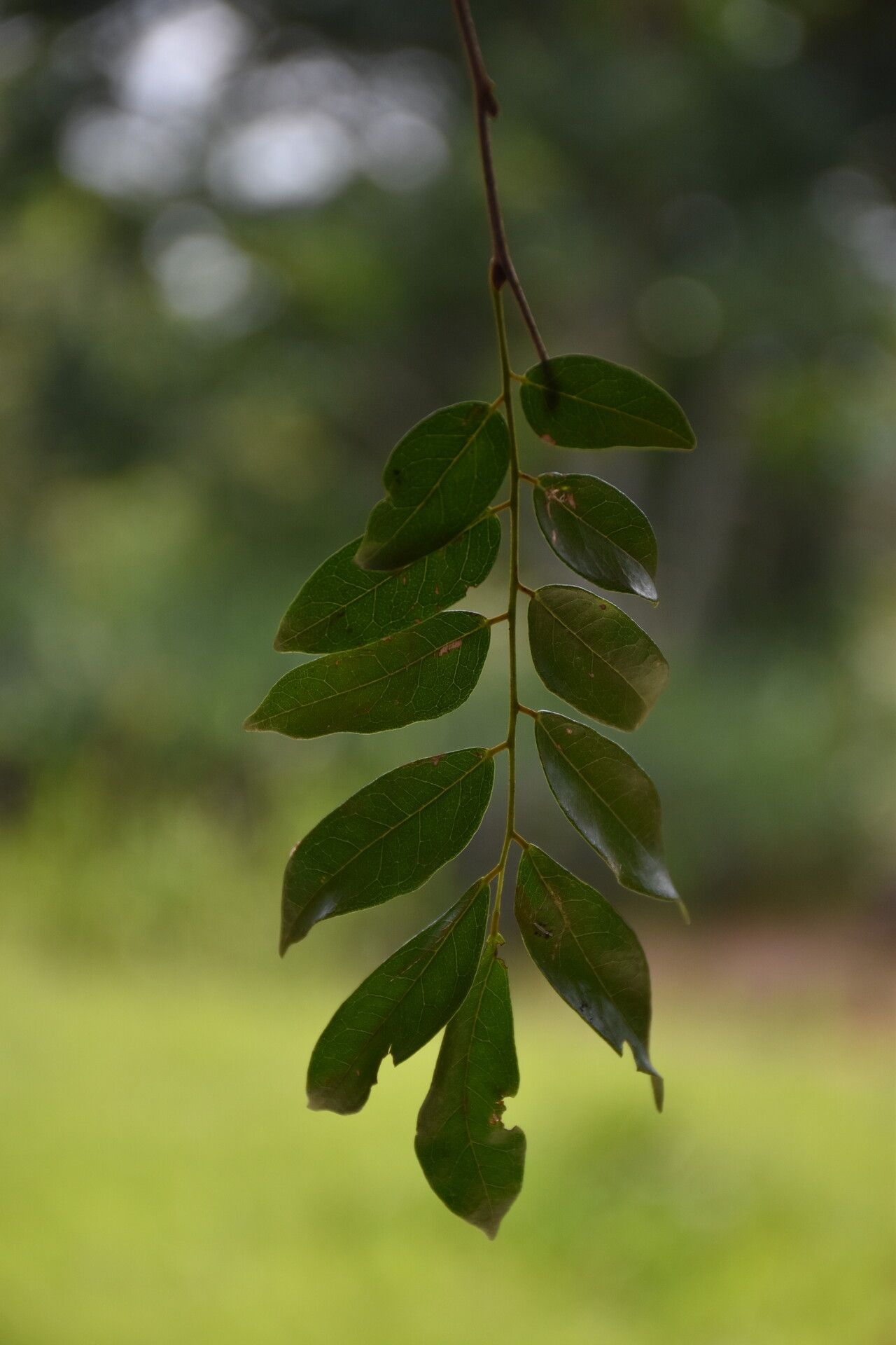 Dialium excelsum — search result for 'Dialium'