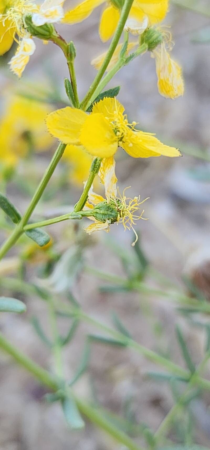 Hypericum helianthemoides fruit