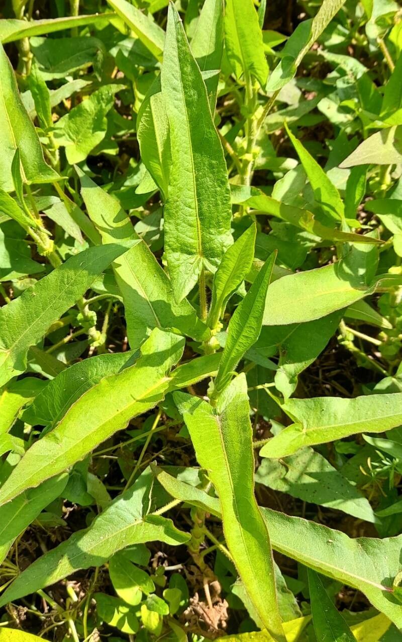 Polygonum stelligerum habit
