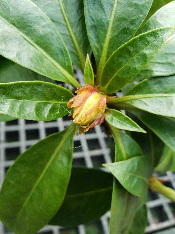 Rhododendron hellwigii flower