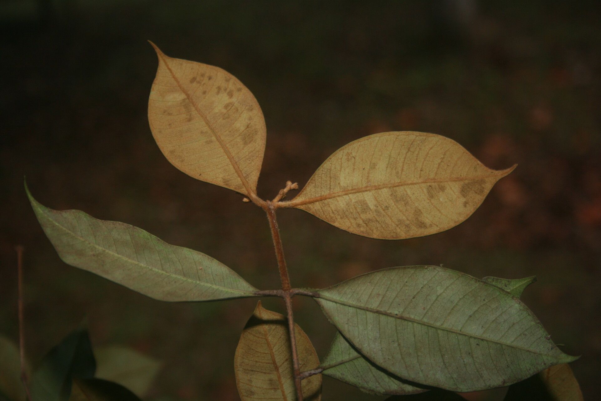 Myrcia ferruginea leaf