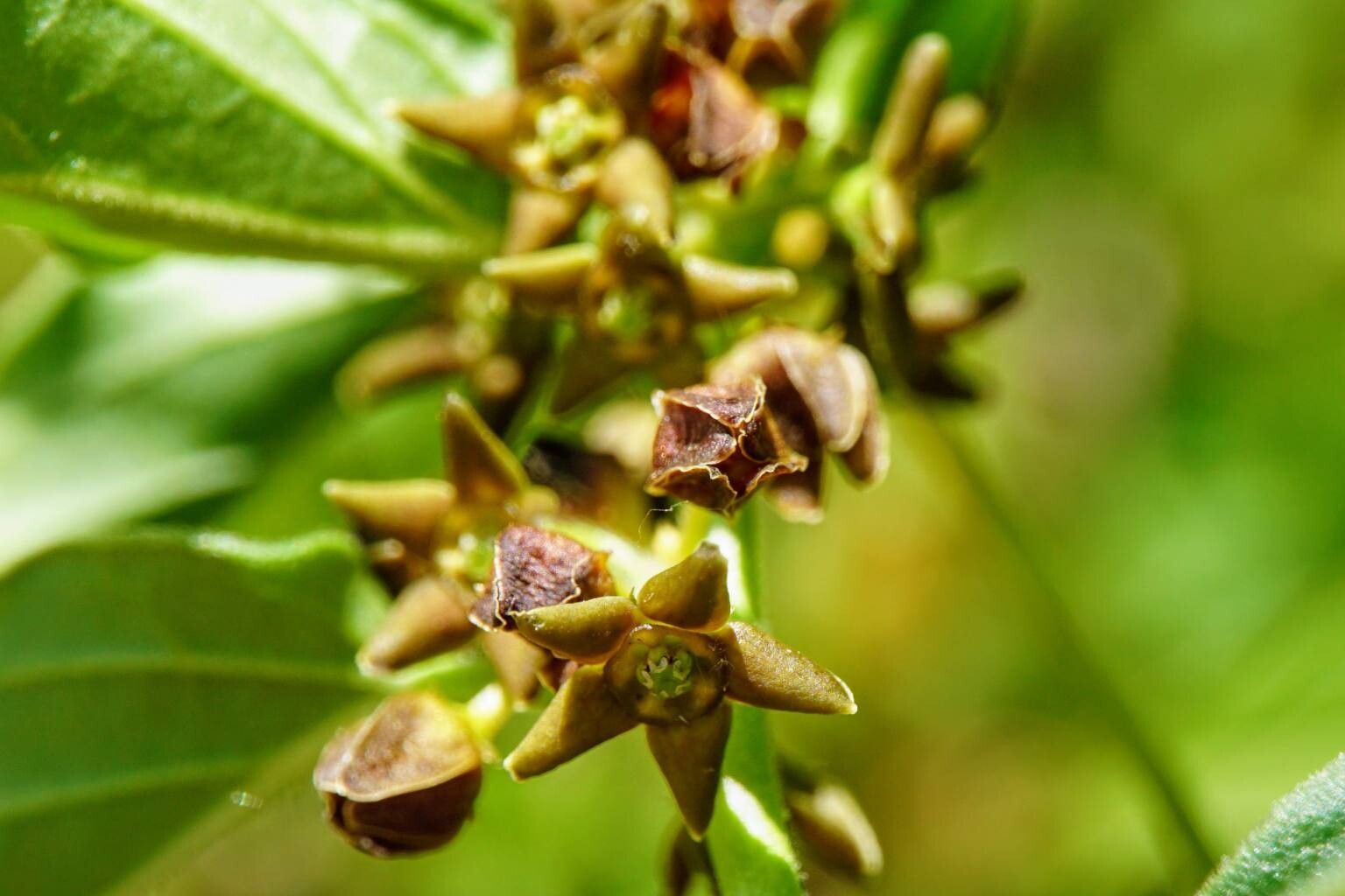 Vincetoxicum fuscatum flower