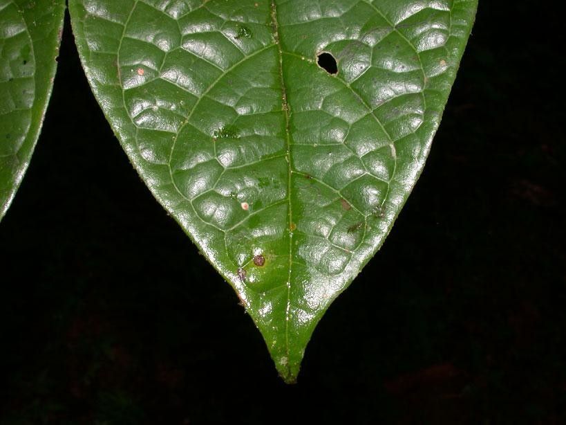 Dichapetalum grayumii — houseplant care guide