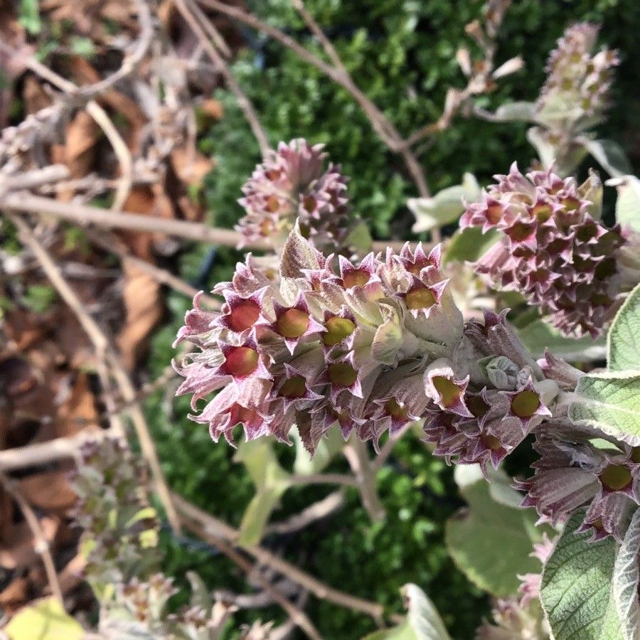 Colquhounia coccinea flower