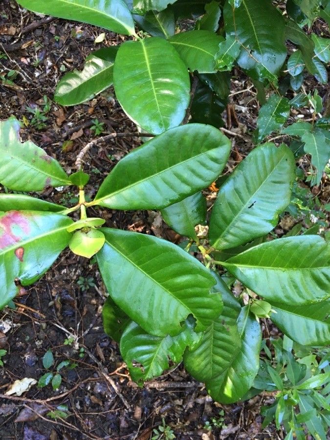 Ixora collina — search result for 'Ixora'