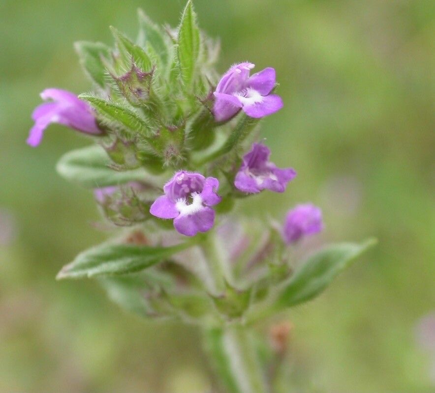 Clinopodium acinos flower