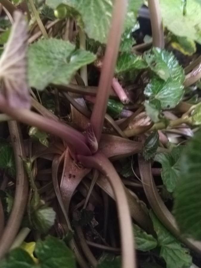 Eutrema japonicum bark