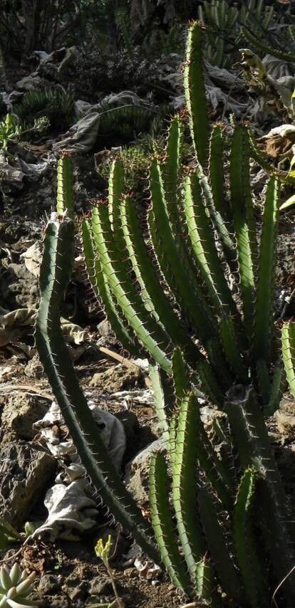 Euphorbia vulcanorum habit