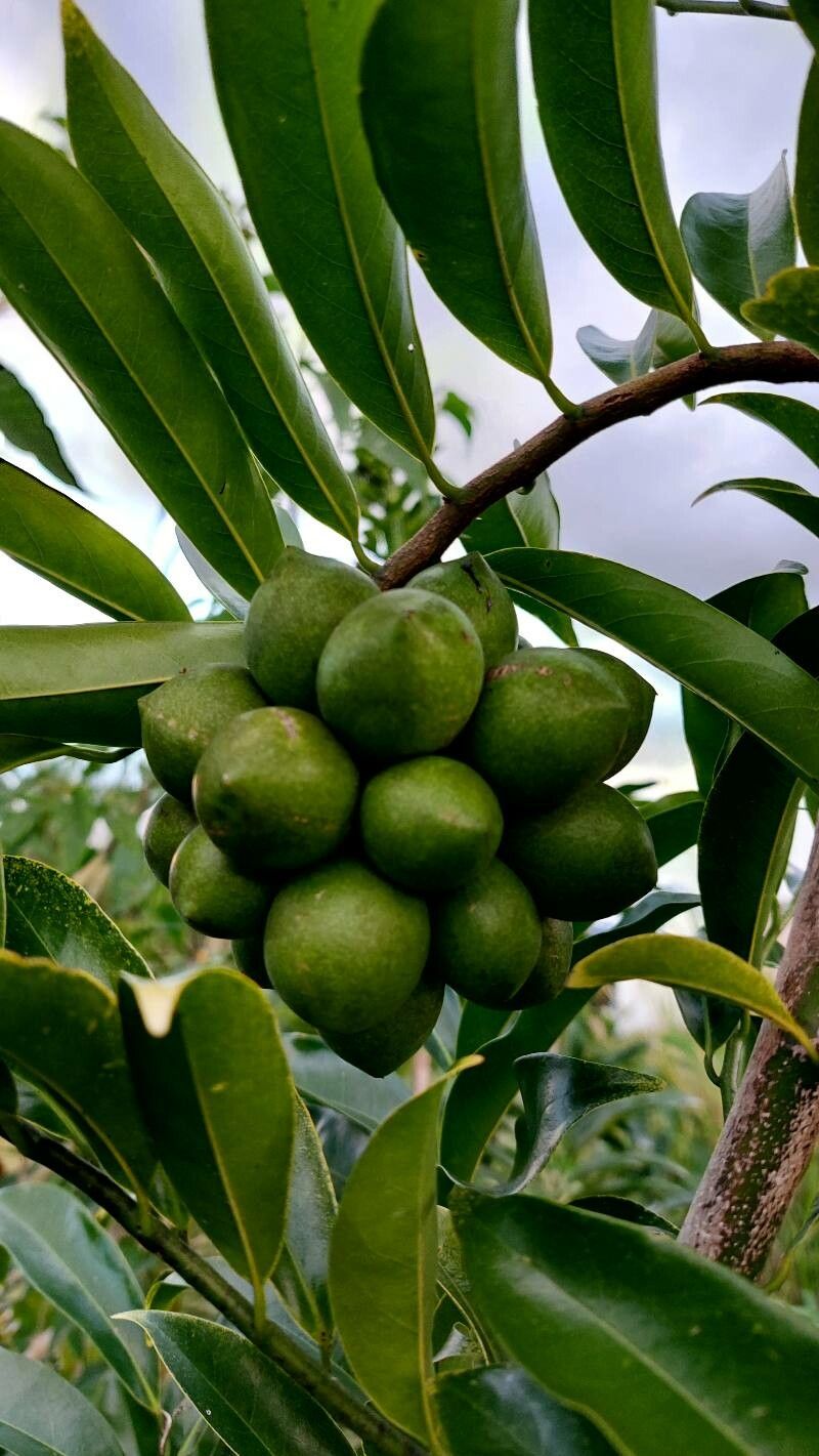 Artabotrys hexapetalus fruit