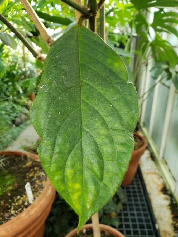 Sanchezia sanmartinensis leaf