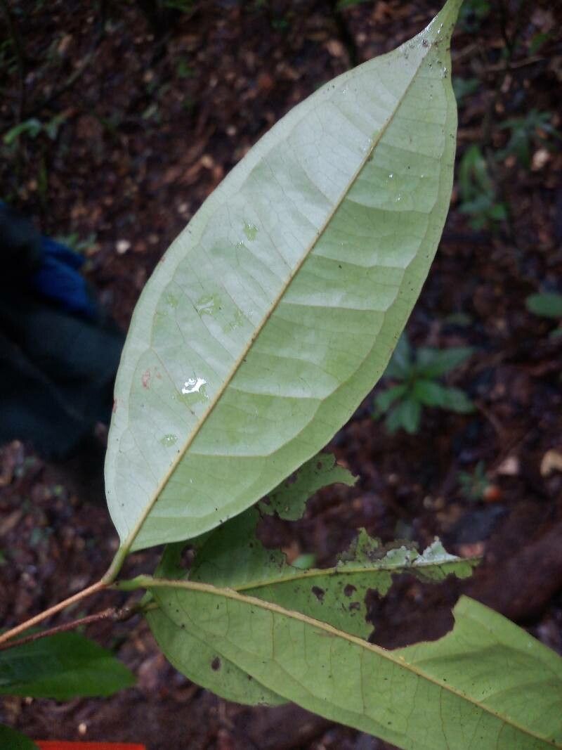 Eugenia coffeifolia leaf
