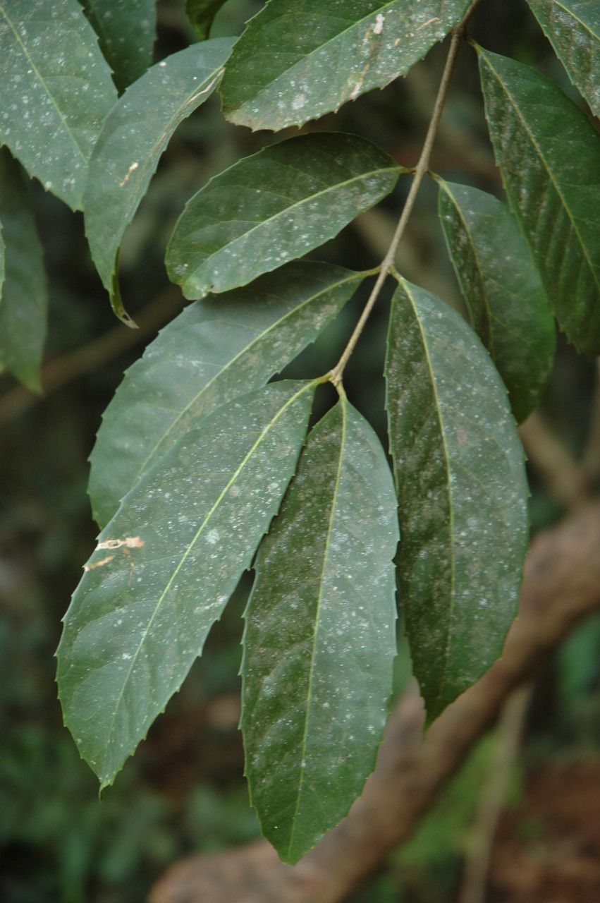 Olea dioica