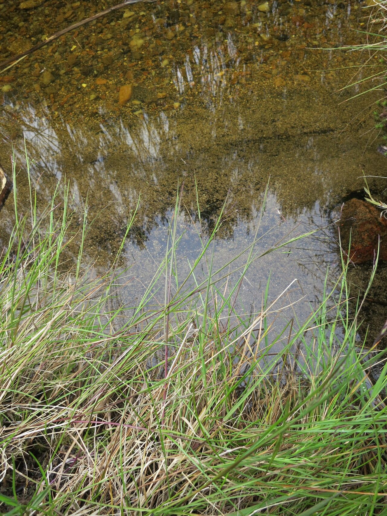 Poa perrieri — search result for 'Poa'