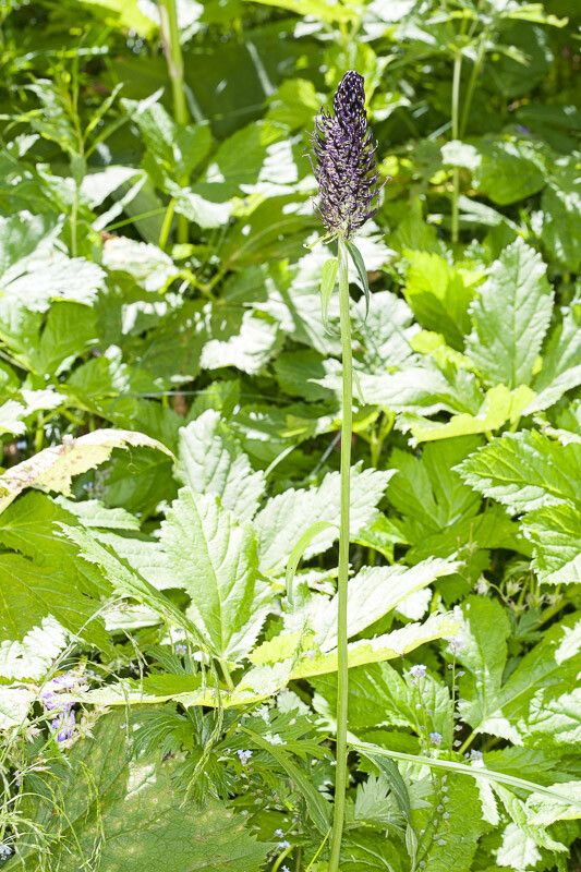 Phyteuma ovatum bark