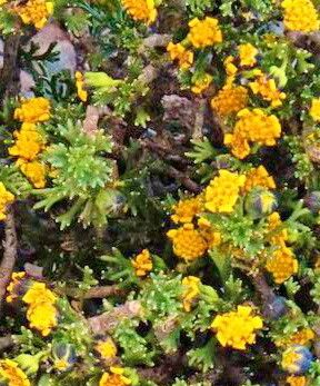 Euryops subcarnosus — search result for 'Euryops'