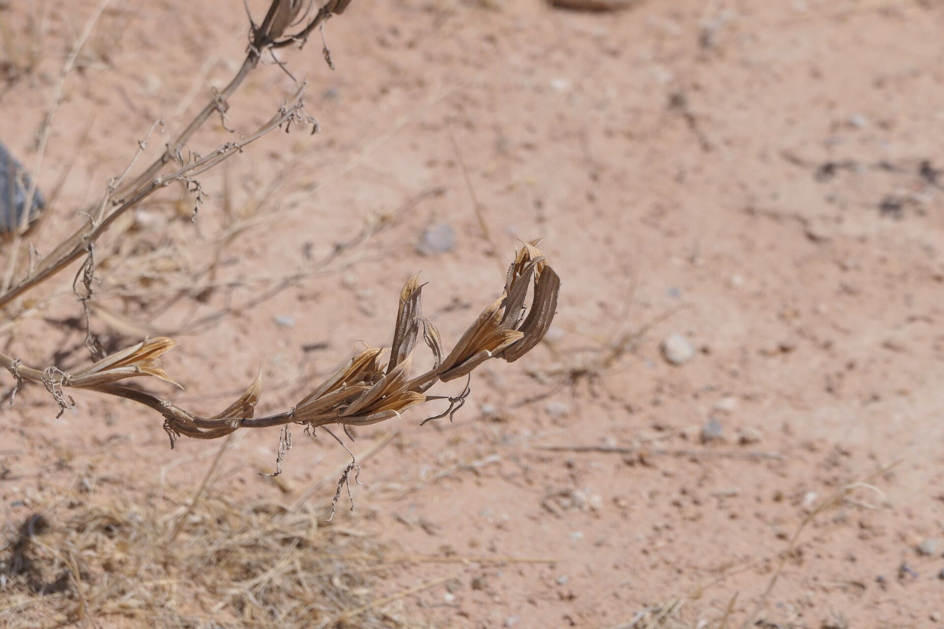 Sesamum triphyllum flower