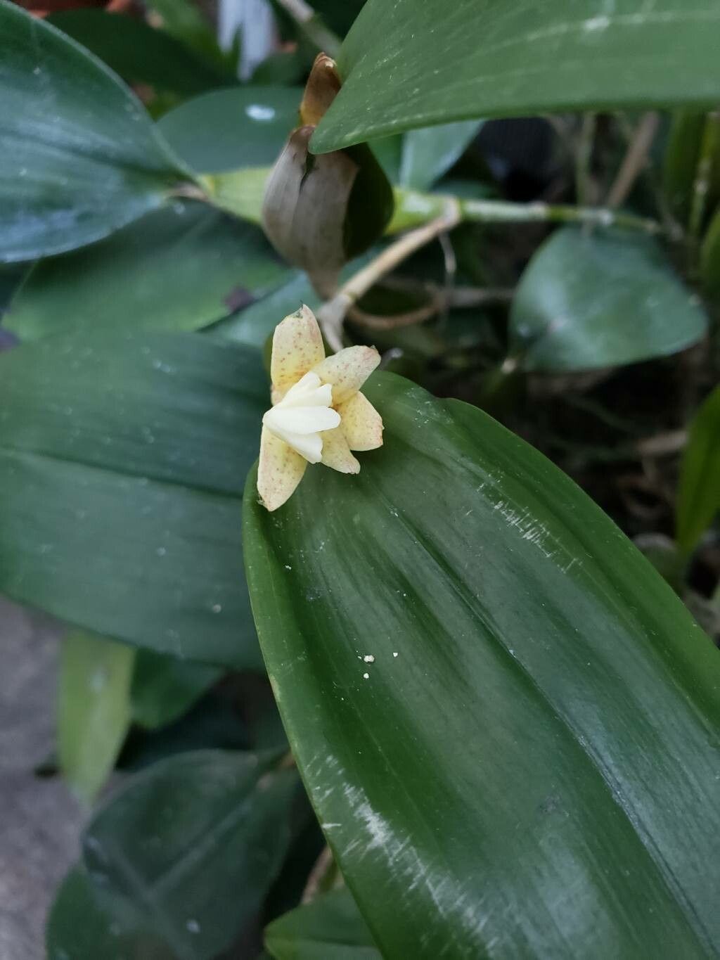 Dendrobium plicatile flower