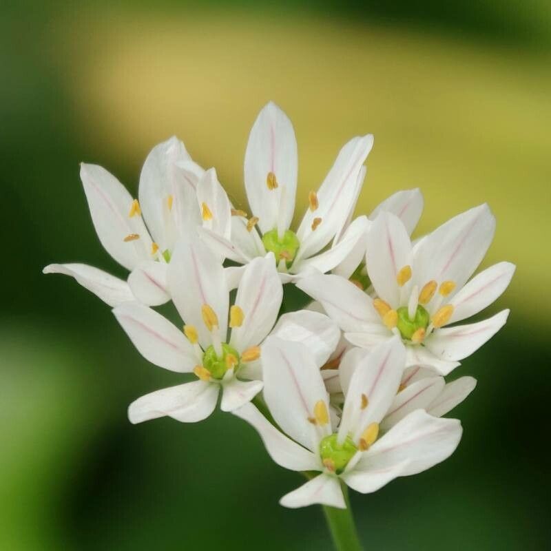 Allium trifoliatum flower