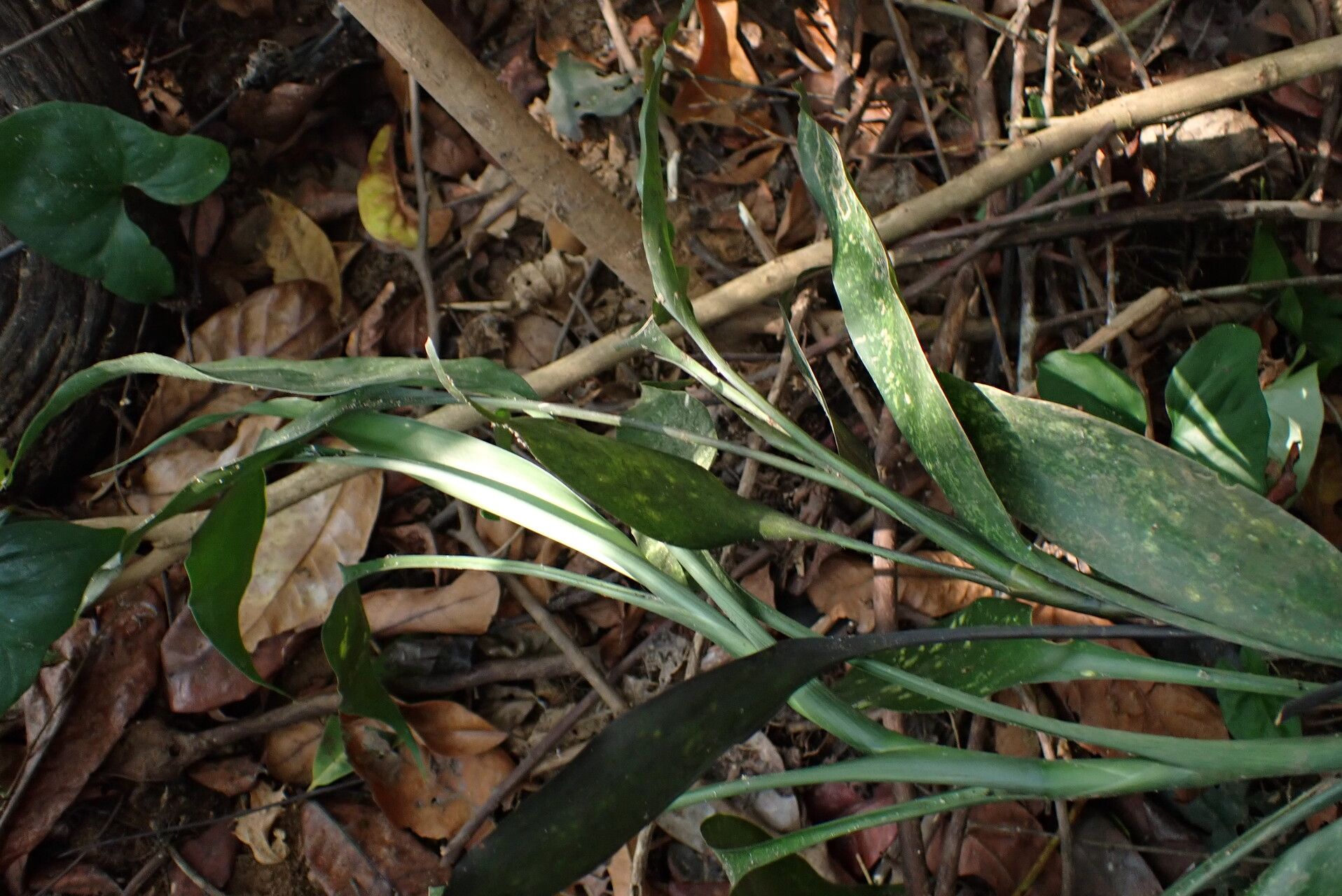 Dracaena poggei leaf