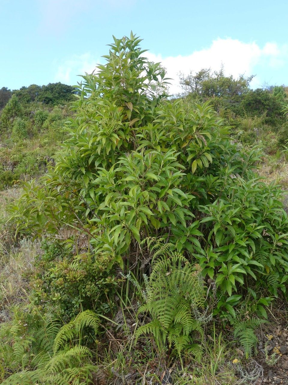 Nuxia pseudodentata habit