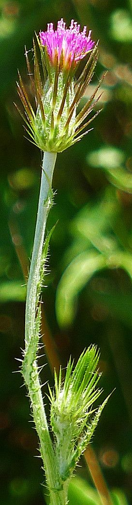 Carduus acicularis other