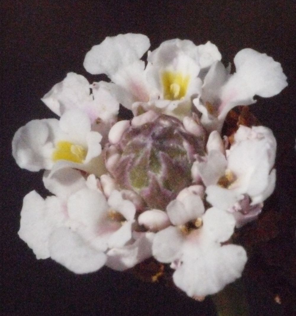 Phyla filiformis flower