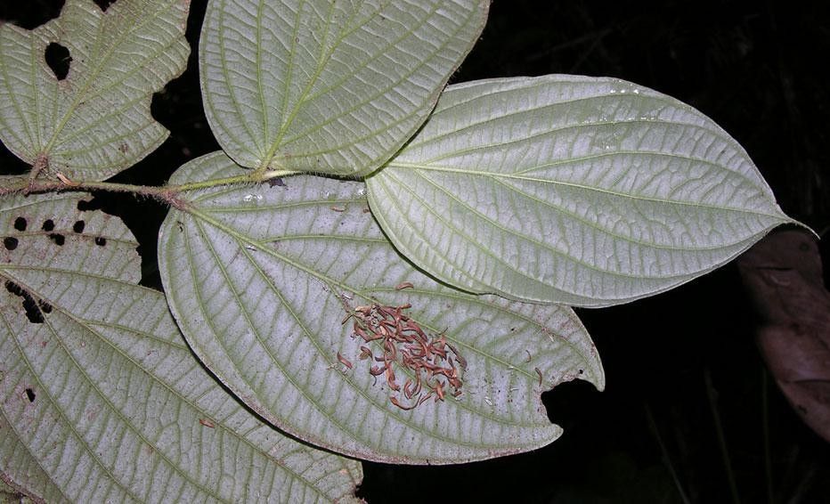 Piper arcteacuminatum leaf