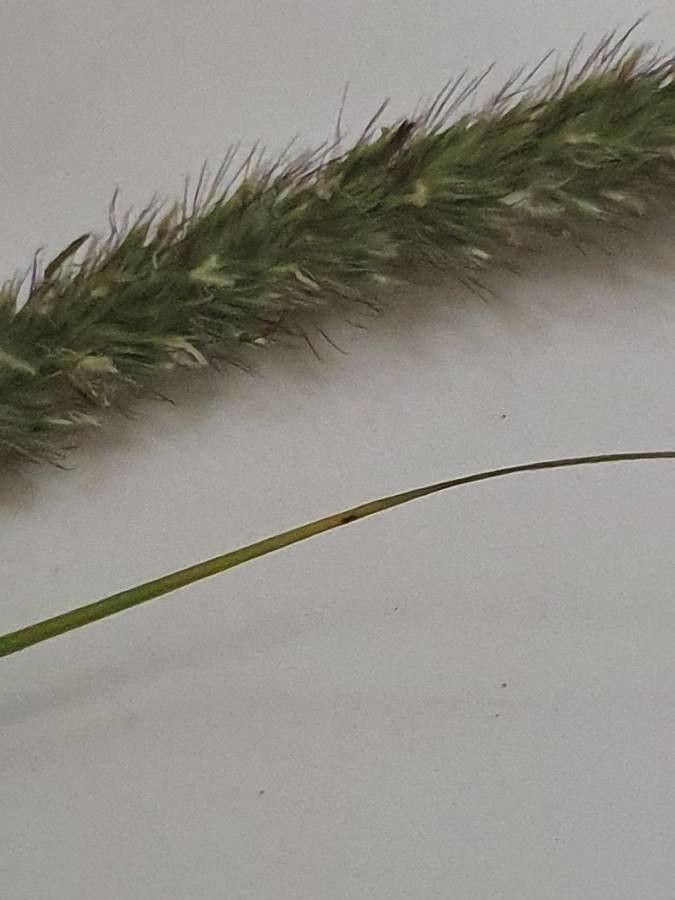 Cenchrus massaicus flower