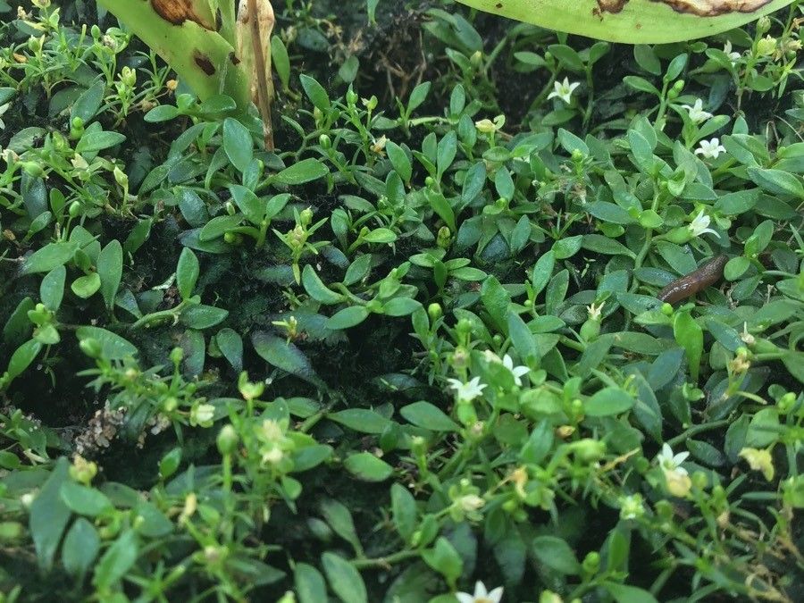 Lobelia irrigua habit