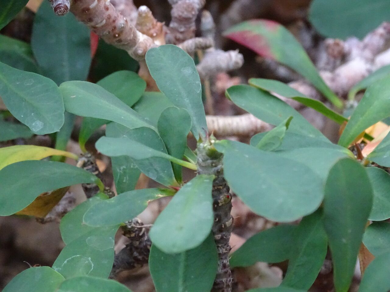 Euphorbia bulbispina — houseplant care guide