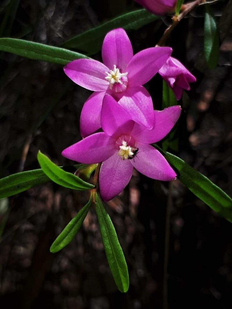 Crowea exalata flower