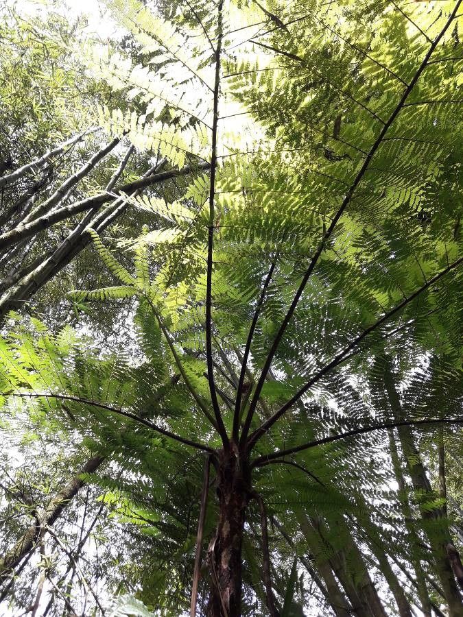 Thelypteris reticulata — search result for 'Thelypteris'