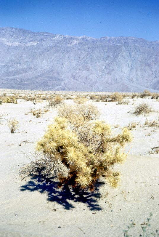 Cylindropuntia echinocarpa bark