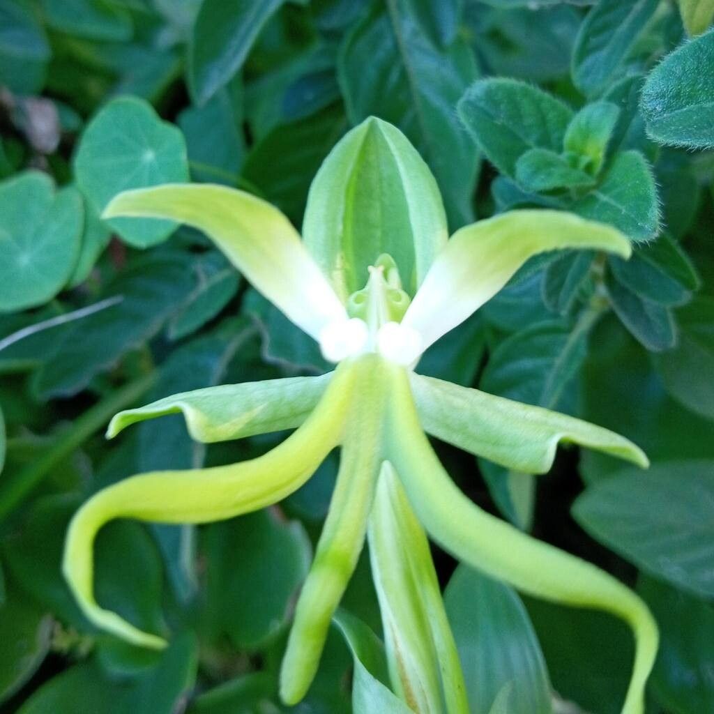 Bonatea speciosa — houseplant care guide